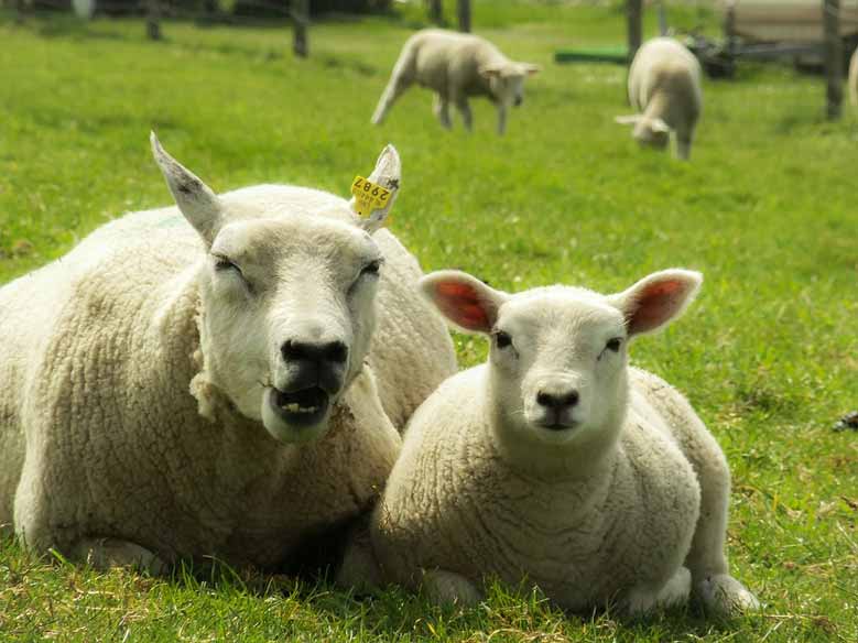 Schafe in Hindeloopen, Friesland