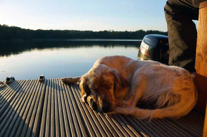 Floss Urlaub mit Hund